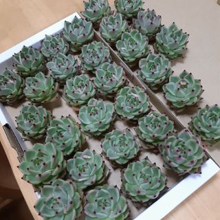 多肉植物　ブルードラゴン(その他)