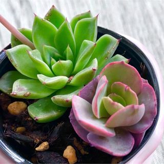 ドリームクィーン、スヨン♡訳あり含む！　抜き苗　多肉植物(その他)