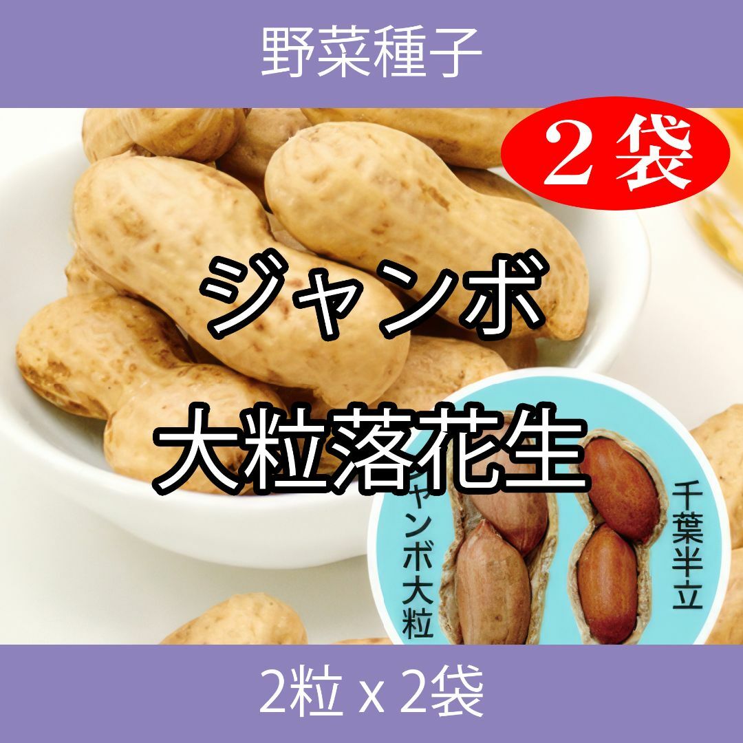 野菜種子 ECQ ジャンボ大粒落花生 2粒 x 2袋 食品/飲料/酒の食品(野菜)の商品写真