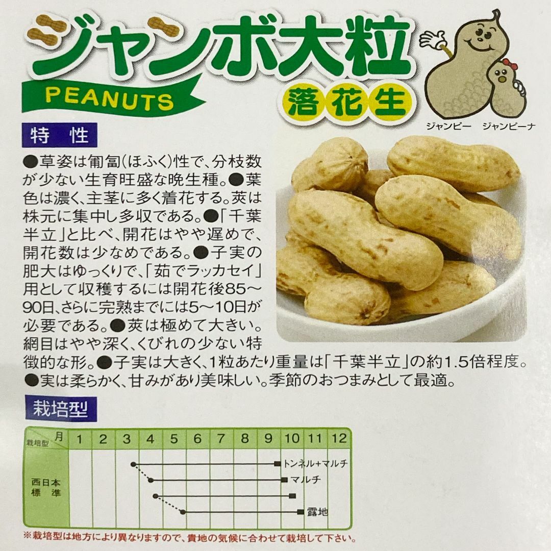 野菜種子 ECQ ジャンボ大粒落花生 2粒 x 2袋 食品/飲料/酒の食品(野菜)の商品写真