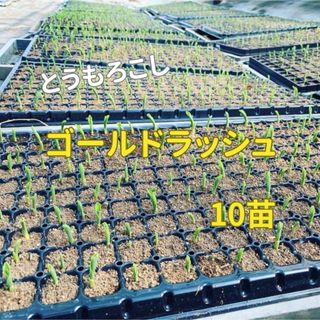 とうもろこし苗(野菜)