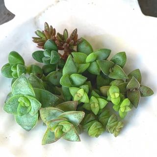 多肉植物 クラッスラ 7種類セット(その他)