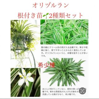 🪴《4苗》❺ オリヅルラン　苗　抜き苗　🌱　2種類　根付き　希少種　植物(その他)