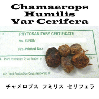 1月入荷 200粒+ セリフェラ チャメロプス フミリス 種子 種(その他)