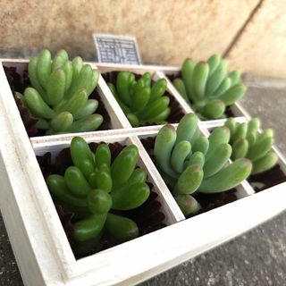 現品　乙女心ｘ２　オーロラｘ２　虹の玉ｘ２　多肉植物　つぶつぶカット(その他)