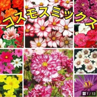 花の種 《珍しい品種》コスモス 種 ミックス ❁⃘*.゜2色咲き 等(その他)