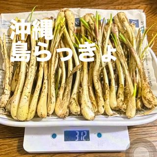 島ラッキョ　300g 沖縄産　春　 辛みがまろやか 天ぷら　炒め物　食品　野菜(野菜)