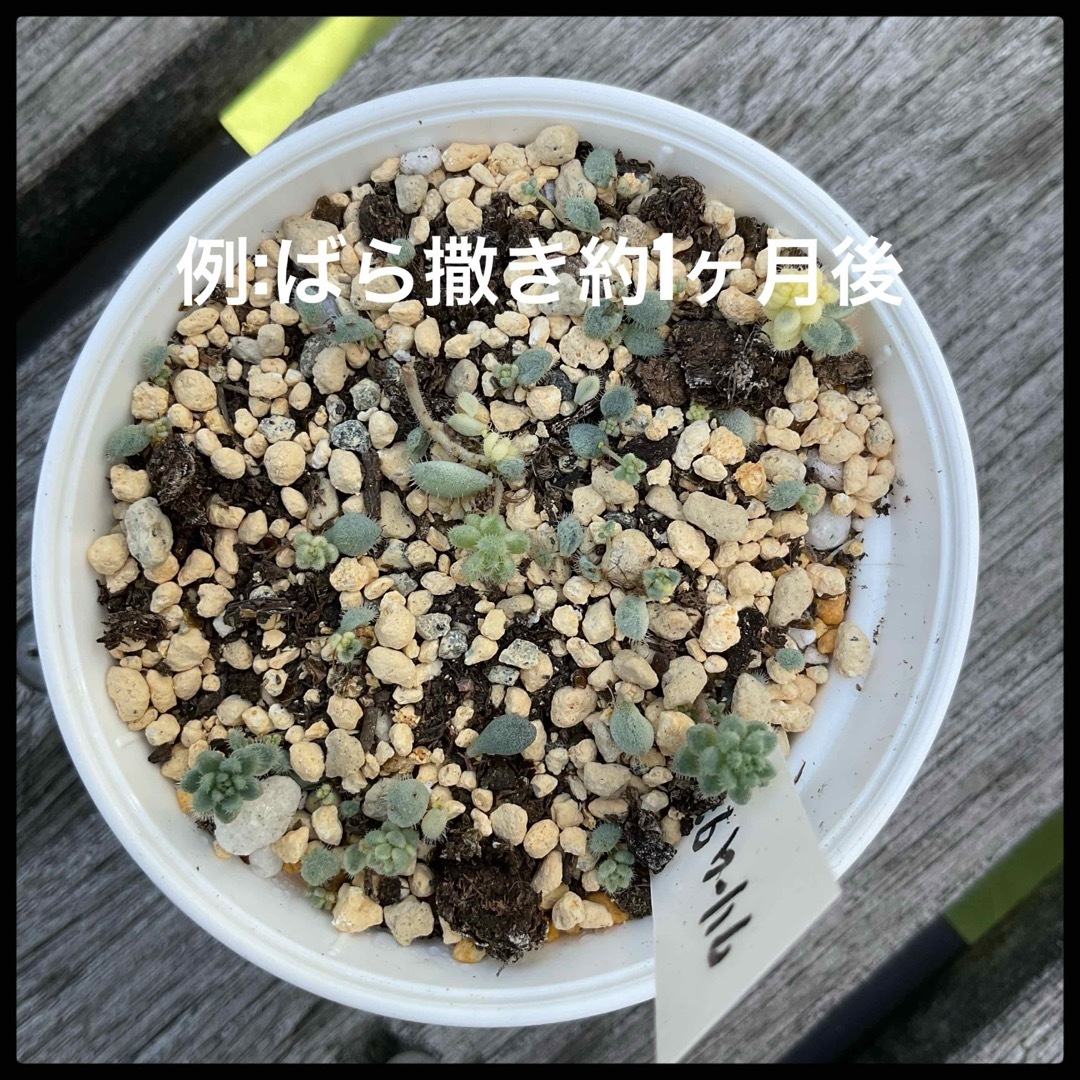 多肉植物　セダム　クリーム玉蛋白　葉挿し　30枚 ハンドメイドのフラワー/ガーデン(その他)の商品写真