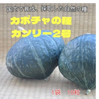 カボチャの種　カンリー2号　国内で育成、採取した自然の種　甘栗のような食味(野菜)