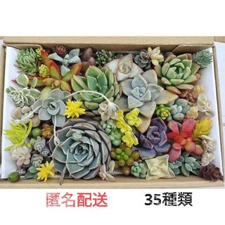 カット苗 詰め合わせ 35種類 寄せ植え 多肉(その他)