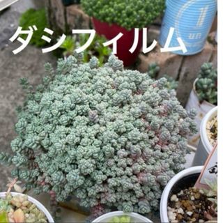 多肉植物　ダシフィルム　抜き苗　1ポット(その他)