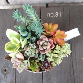 no.31多肉植物抜き苗11種セット(その他)