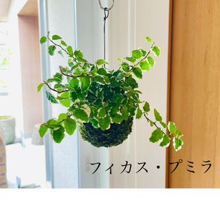 フィカスプミラの苔玉　観葉植物(その他)