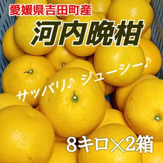 愛媛県産★農家直送★河内晩柑 8キロ✕２箱