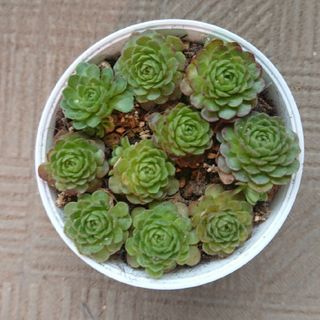 増量！ プラティフィラ 10カット多肉植物(その他)