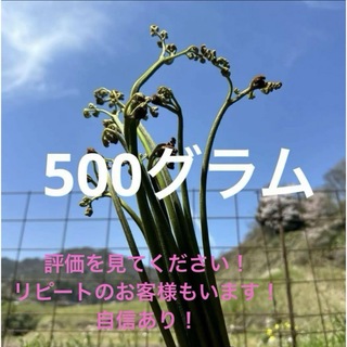 わらび　完全無農薬　大自然島根県深山で採れた　ワラビ　蕨(野菜)