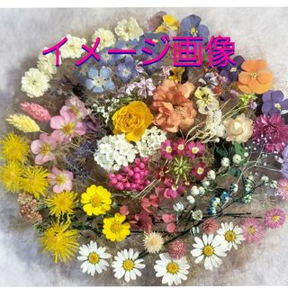 ドライフラワー花材(花かご)(ドライフラワー)