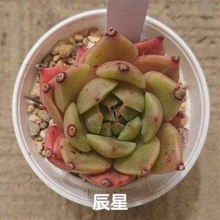 辰星 カット苗 多肉植物(その他)