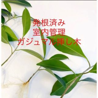 発根済　育てやすいガジュマル　次回発送5/6(花瓶)