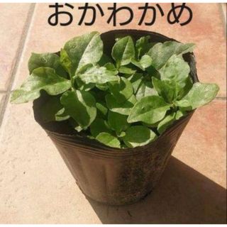 おかわかめの苗　5株　ネコポス(野菜)