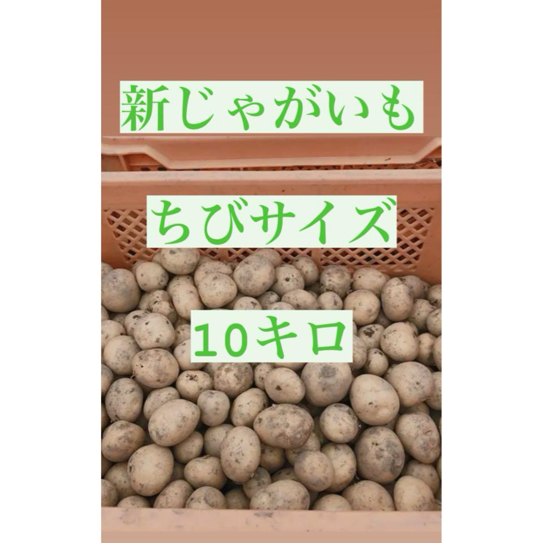 鹿児島県産新じゃがいも10kgチビサイズ 食品/飲料/酒の食品(野菜)の商品写真