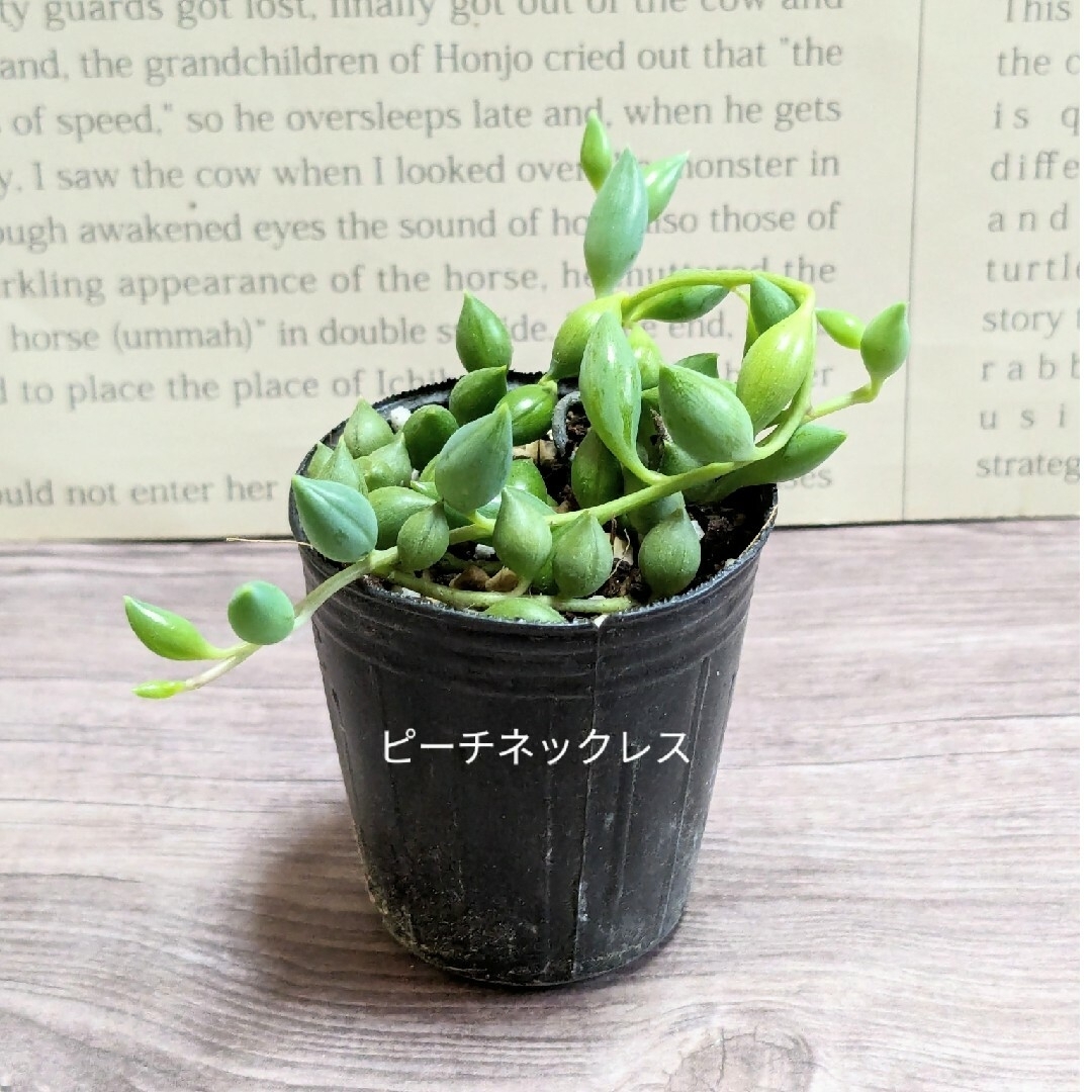 多肉植物　ネックレスミニ苗　5種セット ハンドメイドのフラワー/ガーデン(その他)の商品写真