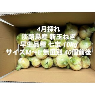 兵庫県 淡路島産 4月採れ 新玉ねぎ M～L 10kg早生品種 七宝 40個前後(野菜)