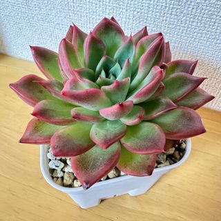 送料込み　多肉植物　リエール苗　フロリディティール　抜き苗　札付き(その他)