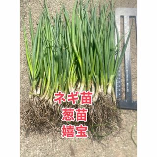 ネギ苗30本(野菜)