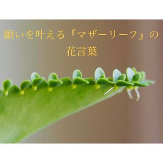 願いを叶える　マザーリーフ　苗木(その他)