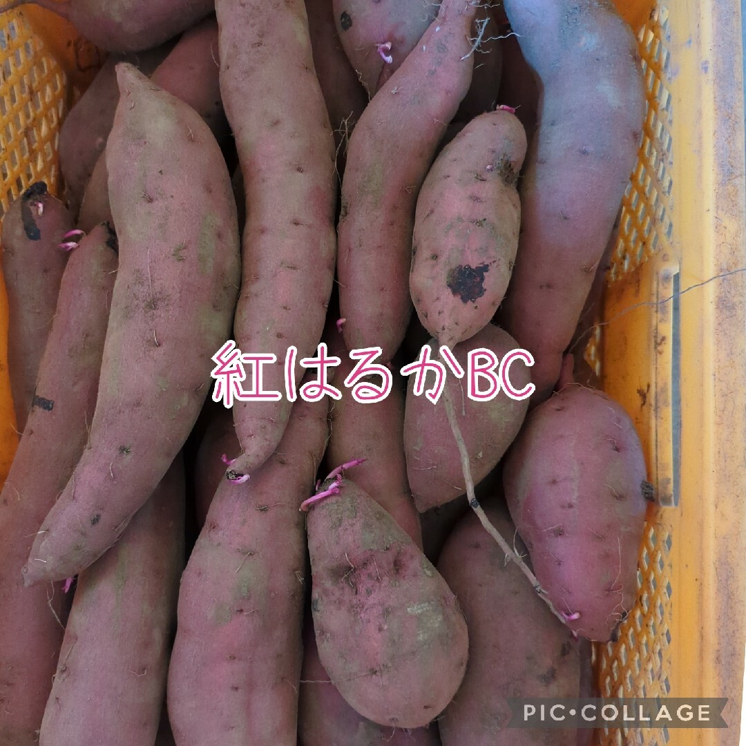 紅はるかBC10kg 食品/飲料/酒の食品(野菜)の商品写真