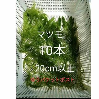 マツモ　水草　メダカ金魚藻　10本(アクアリウム)