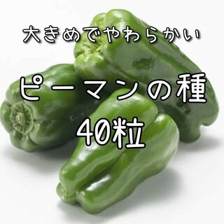 【ピーマンのタネ】40粒 種子 種 固定種 野菜 家庭菜園(その他)