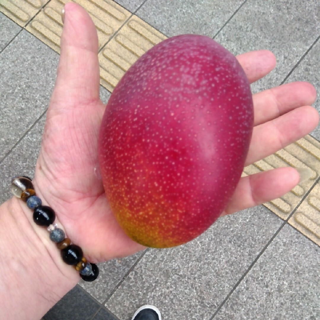 宮崎完熟マンゴー２玉で約６００g以上です 食品/飲料/酒の食品(フルーツ)の商品写真