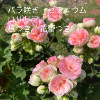 お値下げ　バラ咲き　ゼラニウム　ロザリア　根つき　花蕾つき(その他)