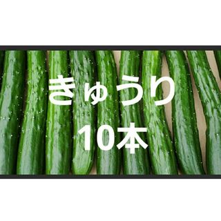 きゅうり10本　野菜セット(野菜)