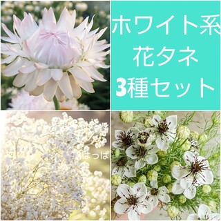 絶対お得！期間限定！ホワイト系お花タネ3点セット800円(その他)