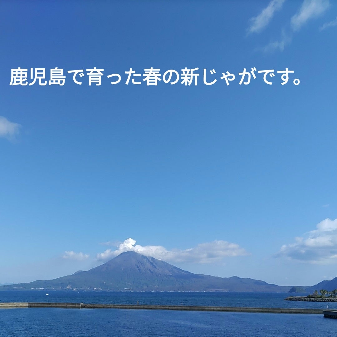 農家直送ほりたて春の新じゃがいも箱込み10kg 食品/飲料/酒の食品(野菜)の商品写真