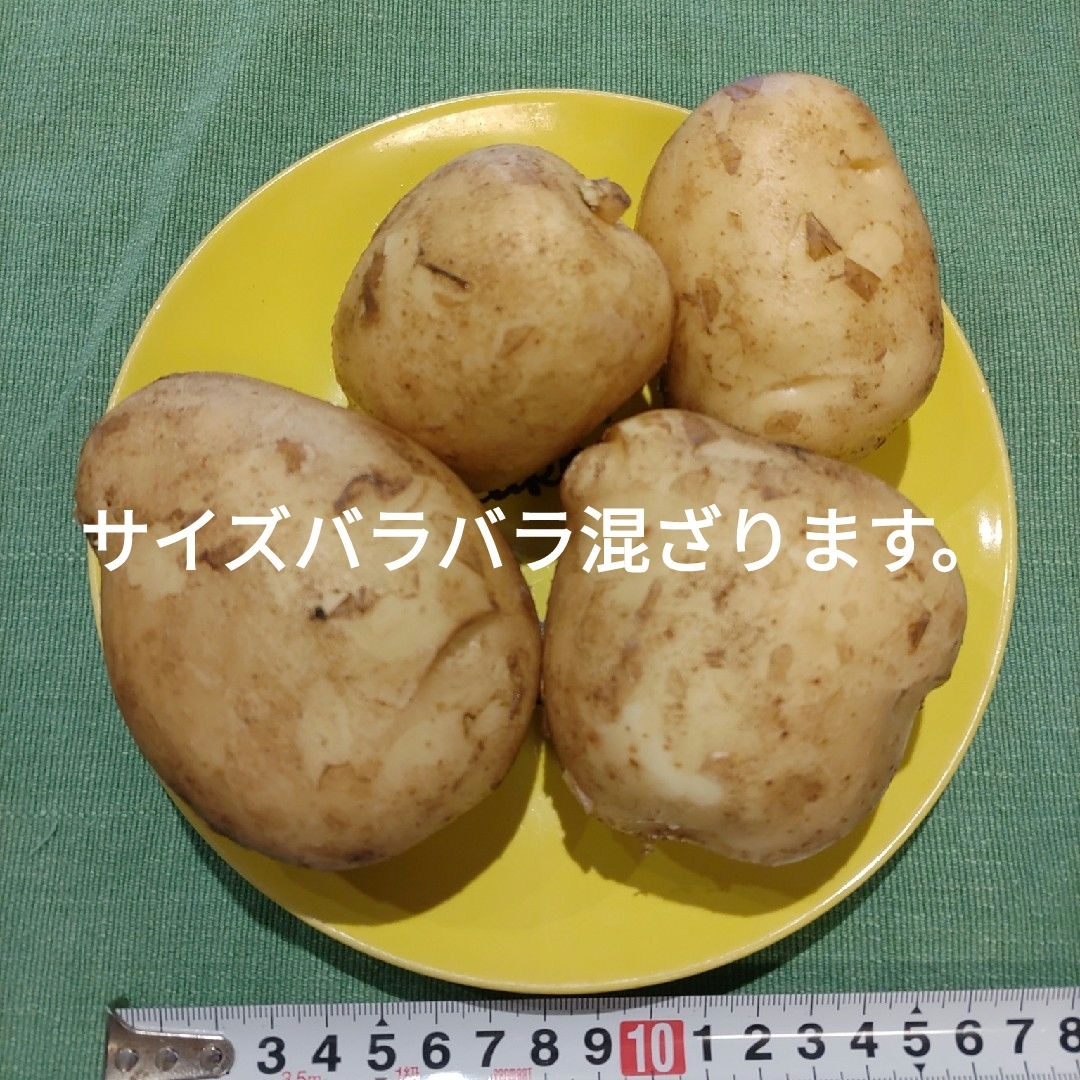 農家直送ほりたて春の新じゃがいも箱込み10kg 食品/飲料/酒の食品(野菜)の商品写真