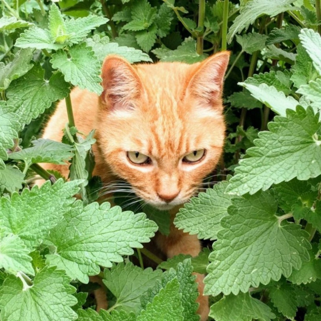 【ハーブの種】キャットニップ 花の種子 200粒以上！宿根草 グランドカバー ハンドメイドのフラワー/ガーデン(プランター)の商品写真