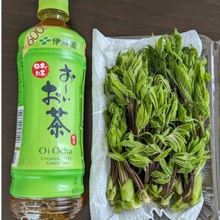 天然コシアブラ(野菜)