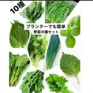 野菜種セットB(その他)