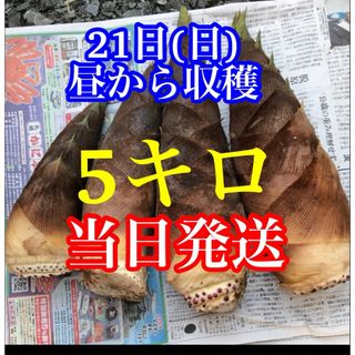 タケノコ　5キロ  当日発送　米ぬか付き　(野菜)