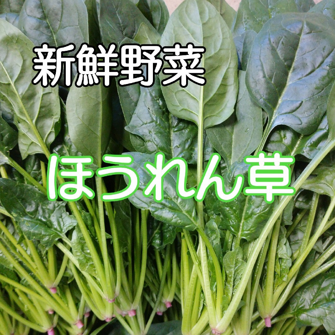 新鮮野菜 ほうれん草 80サイズ 食品/飲料/酒の食品(野菜)の商品写真