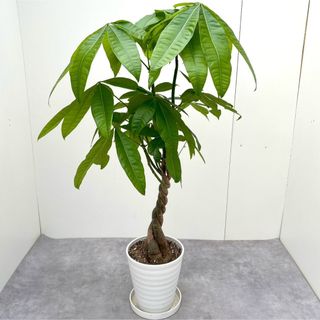 パキラ　ねじり　2【現品】観葉植物　室内(その他)