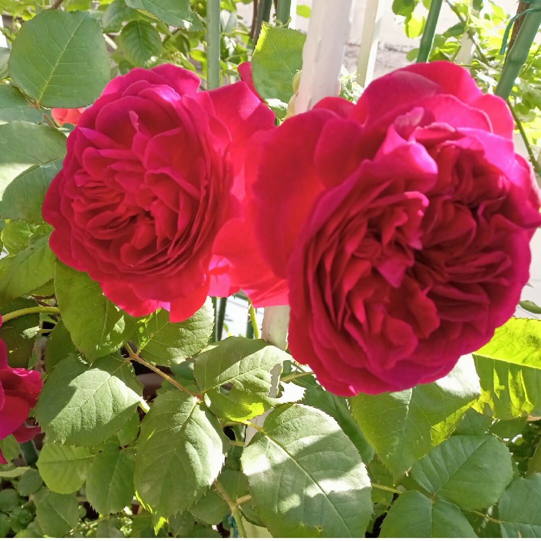 バラ苗　色が素敵なバラ ハンドメイドのフラワー/ガーデン(その他)の商品写真