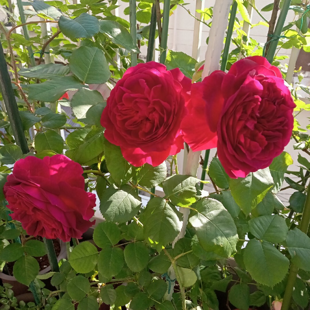 バラ苗　色が素敵なバラ ハンドメイドのフラワー/ガーデン(その他)の商品写真