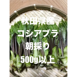 コシアブラ500g   朝採り(野菜)