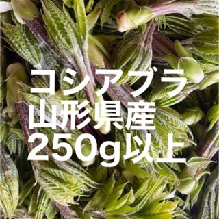 コシアブラ　250g以上(野菜)