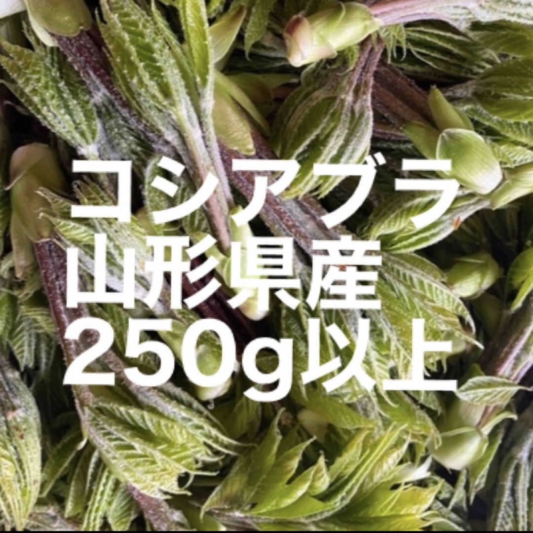 コシアブラ　250g以上 食品/飲料/酒の食品(野菜)の商品写真